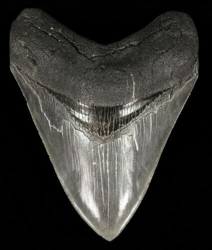 Serrated, Megalodon Tooth - Georgia #60490